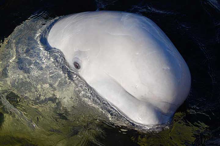 beluga white whales swimming snorkeling diving white sea karelia russia animals kola travel